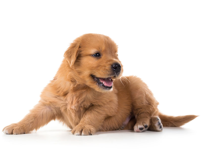 2ND-sec Cute Golden Retriever Puppy isolate on white background.