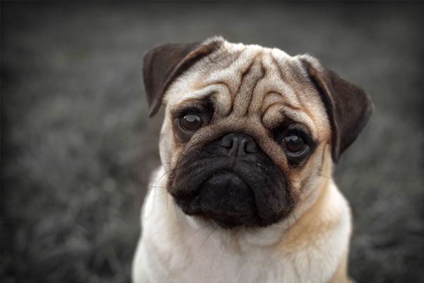Portrait of Beautiful male Pug puppy dog siting in front of the grass background