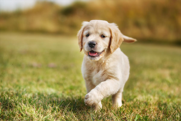 Seven week old golden retriever puppy outdoors on a sunny day.