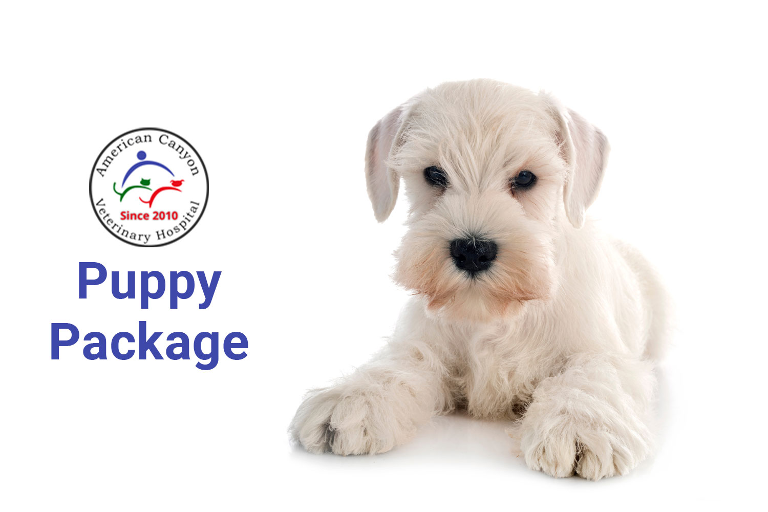 Puppy Package Vet in American Canyon American Canyon