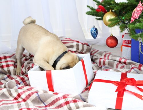 ’Tis the Season! Choosing a Unique Holiday Gift For Your Pet