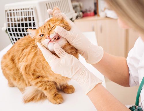 Why Annual Dental Check-Ups Are Essential for Pets