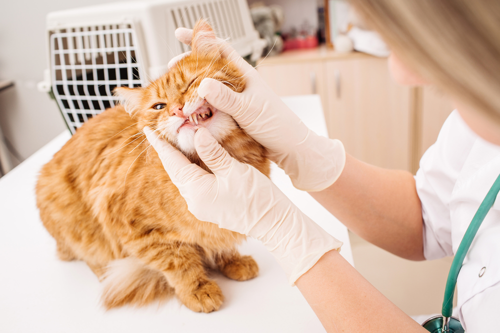 Why Annual Dental Check-Ups Are Essential for Pets - Vet in American Canyon  | American Canyon Veterinary Hospital
